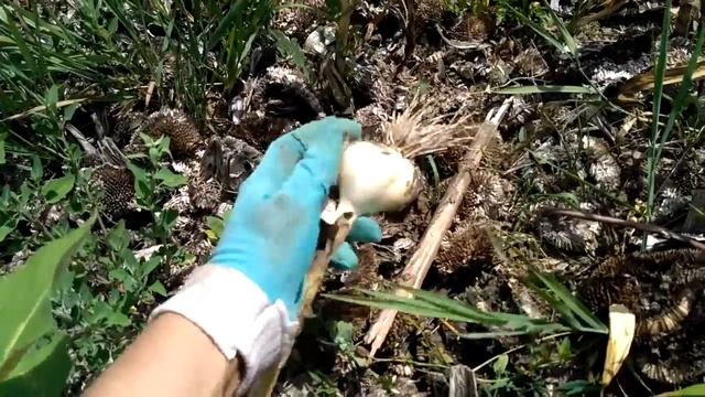 37.ЧЕСНОК - безотказная система выращивания. смотреть онлайн