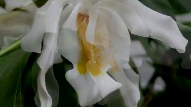 Coelogyne cristata (целогина гребенчатая)... смотреть онлайн
