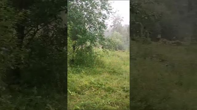 Погода Петербурга