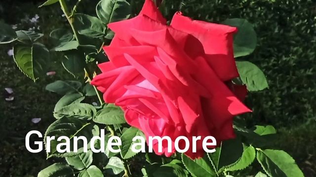 Чайно-гибридные розы, сорта. смотреть онлайн