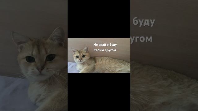 Любите своих домашних животных и цените их💕так же как они любят вас🙏 смотреть онлайн