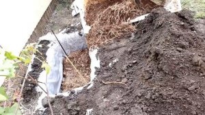 КАК ПОСАДИТЬ ГОЛУБИКУ.ПОСАДКА голубики