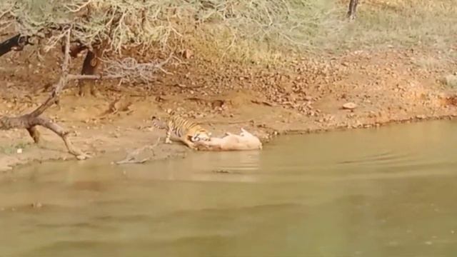Tiger Killed Sambar in Ranthambore zone 1 I Tiger Attack and Killed Sambar Deer in Ranthambore Park смотреть онлайн