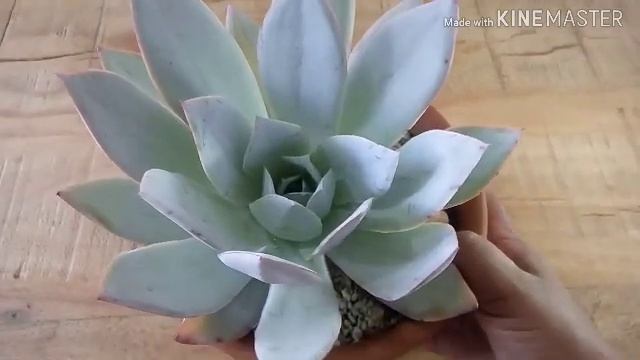 #Echeveria #cante смотреть онлайн