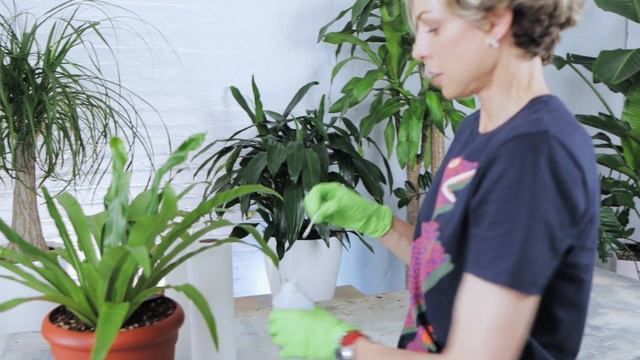 How To Get Rid Of Scale On Houseplants смотреть онлайн