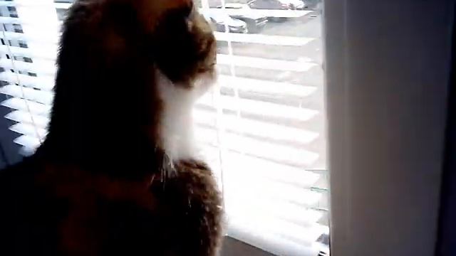 Кошка, которая рычит как собака смотреть онлайн