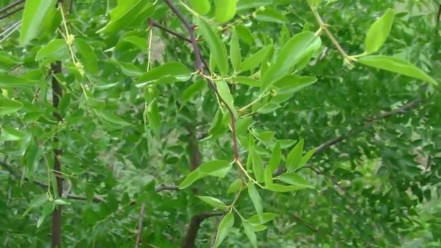 Зизифус,Жожоба, Китайский финик. смотреть онлайн