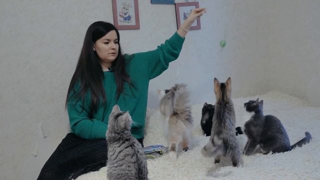 Безопасность вашей кошки в квартире, на улице и на даче! Ошибки владельцев кошек и котов смотреть онлайн