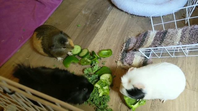 Do Guinea Pigs Smell? смотреть онлайн