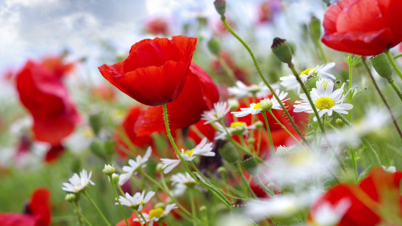 Шикарная Инструментальная Музыка Для Души Музыка Пианино Музыка для Медитации И Релаксации #Piano смотреть онлайн