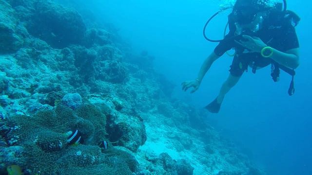 Maldives - Paradise island house reef - Sea Anemone & me смотреть онлайн