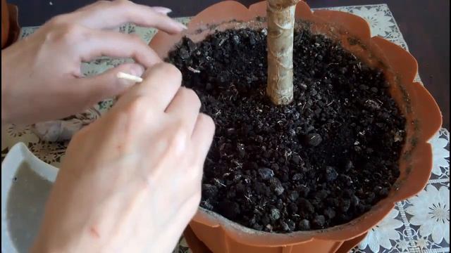 ☙✿ Марафет ◕‿◕ для Драцены ✿❧ смотреть онлайн