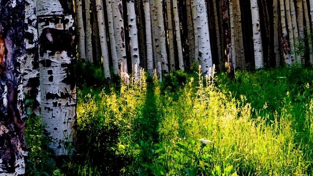 Березовая роща