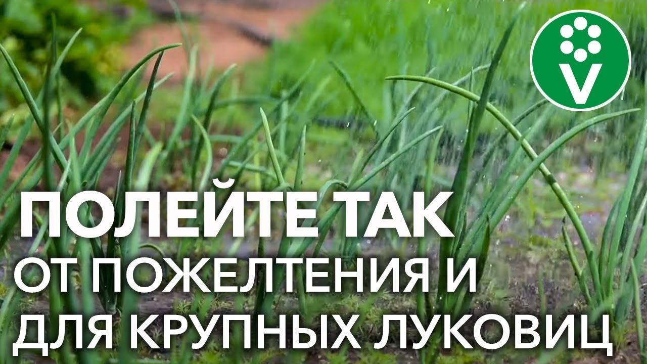 ПОЖЕЛТЕЛ ЛУК? Полейте его этим натуральным удобрением! Лук вырастет крупным и пропадёт желтизна пера смотреть онлайн