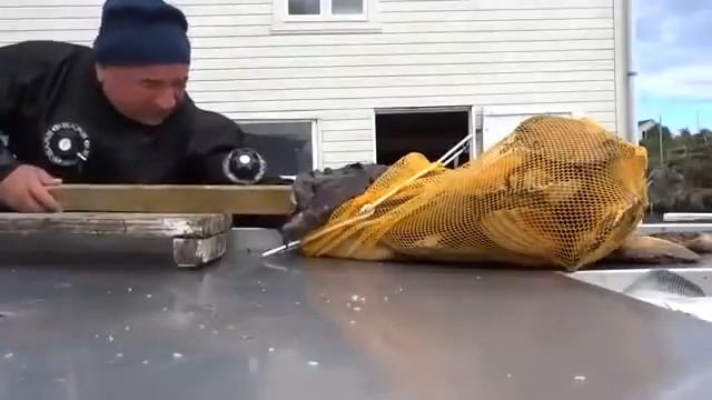 Рыба черт схватила руку. Страшное видео. смотреть онлайн