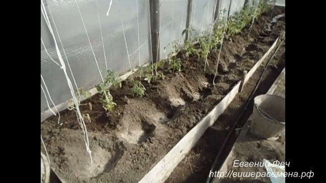 Высаживаем помидоры в теплицу Часть смотреть онлайн