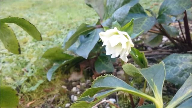 Helleborus "Double Ellen" update (Winter Rose) смотреть онлайн