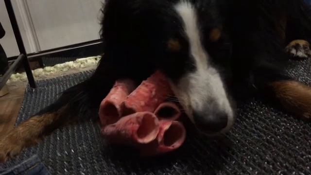 Трахеи, зачем ждать разморозки, и так очень вкусно смотреть онлайн