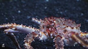 #ИЗЖИЗНИЖИВОТНЫХ: крабы