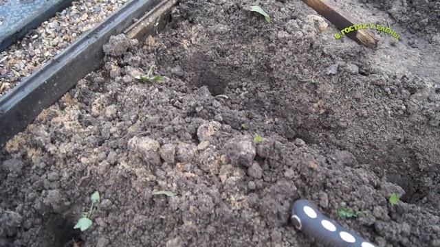 ПОСАДКА И ХРАНЕНИЕ ЧЕСНОКА, МОИ СЕКРЕТЫ, смотреть онлайн