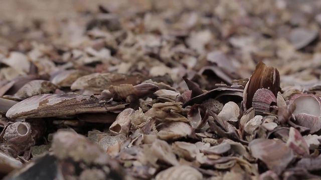 CANON 70D LENTE 18-55 MM CINEMA смотреть онлайн