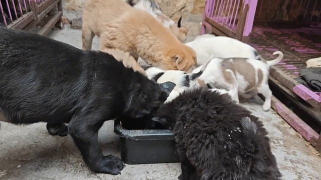 为了能让狗狗们平安度过这个冬天，购买大量煤炭，生火给它们保暖【理发师小乐和流浪狗】 смотреть онлайн