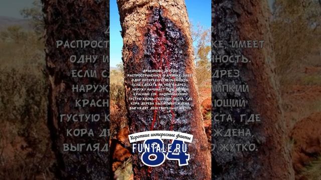 ДРАКОНОВО ДЕРЕВО - КОРОТКИЕ ИНТЕРЕСНЫЕ ФАКТЫ #84 смотреть онлайн