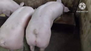 Промышленное скрещивание свиней. Виды скрещиваний.