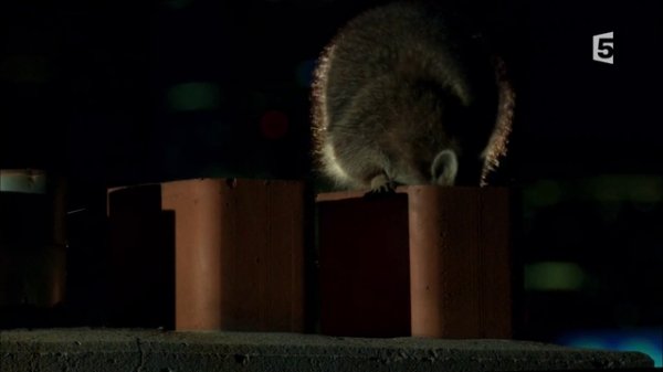 Planete Terrre - Les Villes