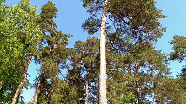 Валаам - и на камнях растут деревья смотреть онлайн