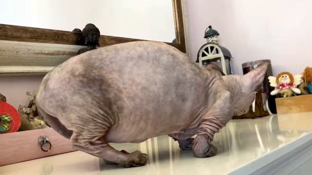 Milisson ASYA bambino TOY cat ❤️ www.Sphynx.TV смотреть онлайн