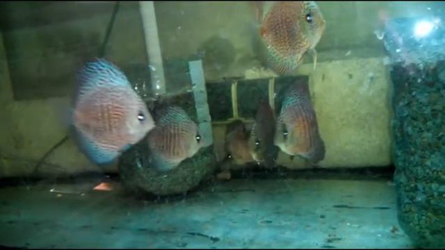 Дискусы в наших аквариумах смотреть онлайн