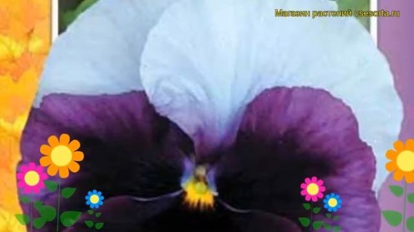 Виола швейцарские гиганты Лорд Биконсфилд. Краткий обзор viola wittrockiana Lord Beaconsfield