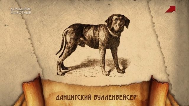 Петербургские тайны | Животные Петра Первого смотреть онлайн