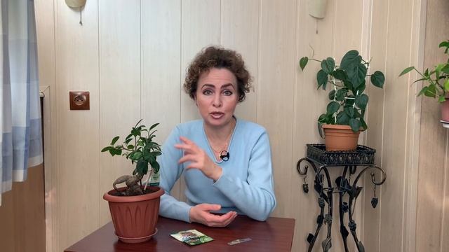 Вредители и Грибковые Заболевания. Фикус Бенжамина. Бонсай Фикус Микрокарпа. Фикус Бонсай. Фикус.