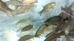 Линь - санитар пруда, запустите линя в пруд и рыба будет здоровой!