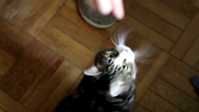 все любят котиков, ч. 4 смотреть онлайн