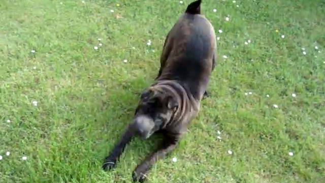 black shar-pei смотреть онлайн