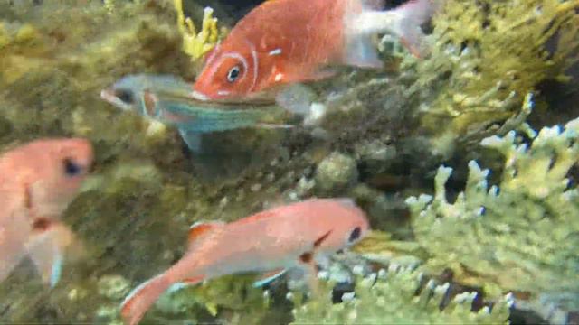 Утро на коралловом рифе бухты Абу Даббаб. Отель Hilton Marsa Alam Nubian. Красное море, Египет. смотреть онлайн