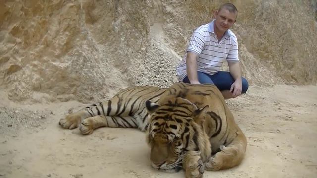 Тигры в Тайланде #ЕвгенийВергус смотреть онлайн