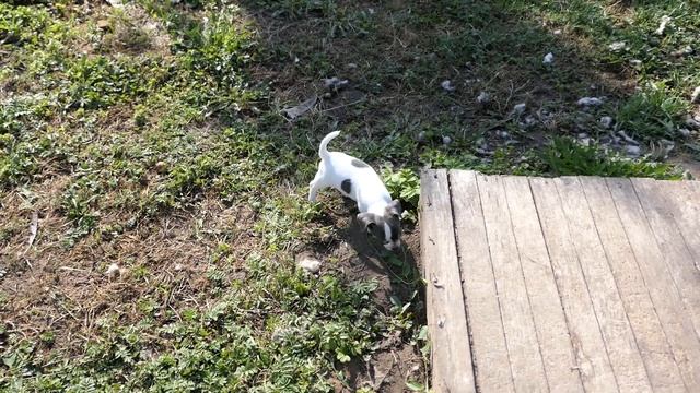 В РЕЗЕРВЕ щенок ЧИХУАХУА видео для МАМЫ Ларисы 29/08/2022/ В продаже ЕСТЬ щенки +7 921 595 08 48 смотреть онлайн
