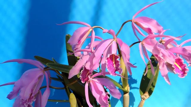 Cattleya maxima x sib.　　(orchid) смотреть онлайн