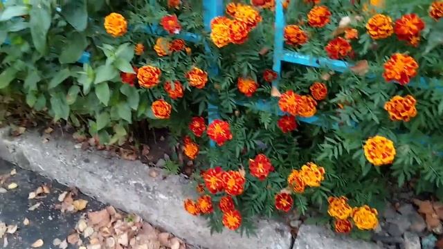 Осенние цветы смотреть онлайн