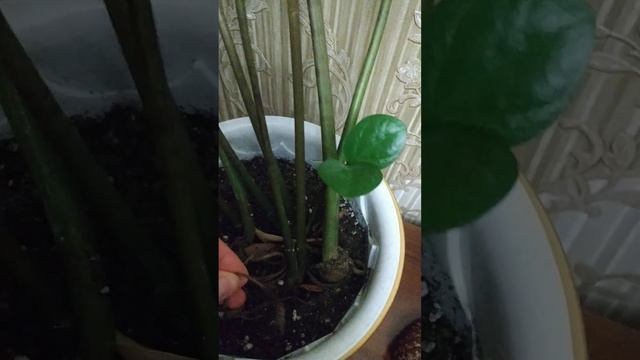 Замиокулькас . Мои комнатные растения смотреть онлайн