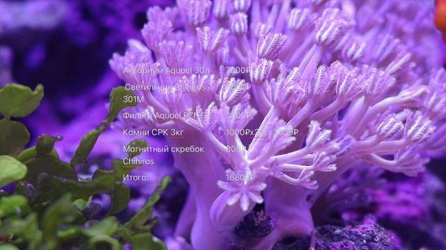 Морской аквариум. НаноРиф 30л. 3мес спустя смотреть онлайн