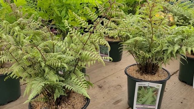 Athyrium 'Ghost' (Fern) // Easy to grow, shade loving fern with striking foliage & an Unusual Name! смотреть онлайн