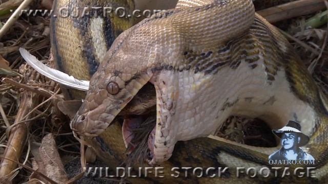 Python eats Bird 03 - Python Eats Bird Alive - Music смотреть онлайн