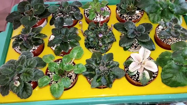 Состав грунта для фиалок. .Фитильный полив. смотреть онлайн