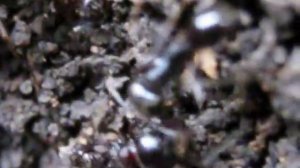 как муравьи строят муравейник