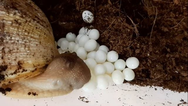 КАК РОЖАЕТ УЛИТКА? / КЛАДКА ЯИЦ? / КРУПНЫЕ ЯЙЦА УЛИТКИ АХАТИНЫ смотреть онлайн